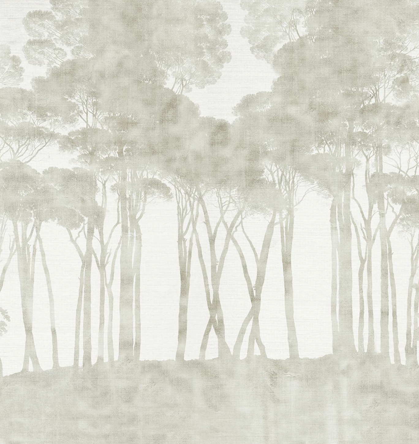 Parete | Pinos Noir