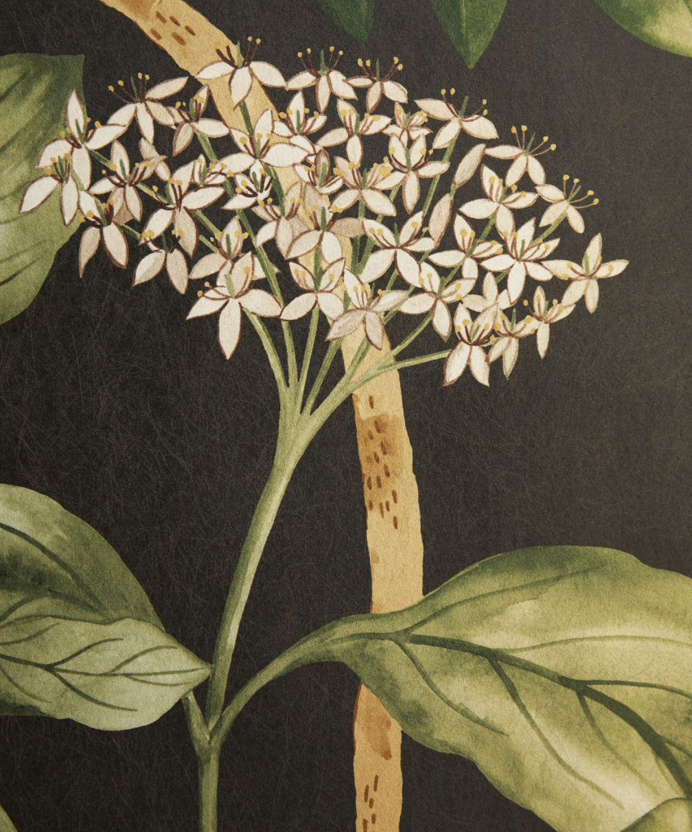 Liberty | Magical Plants